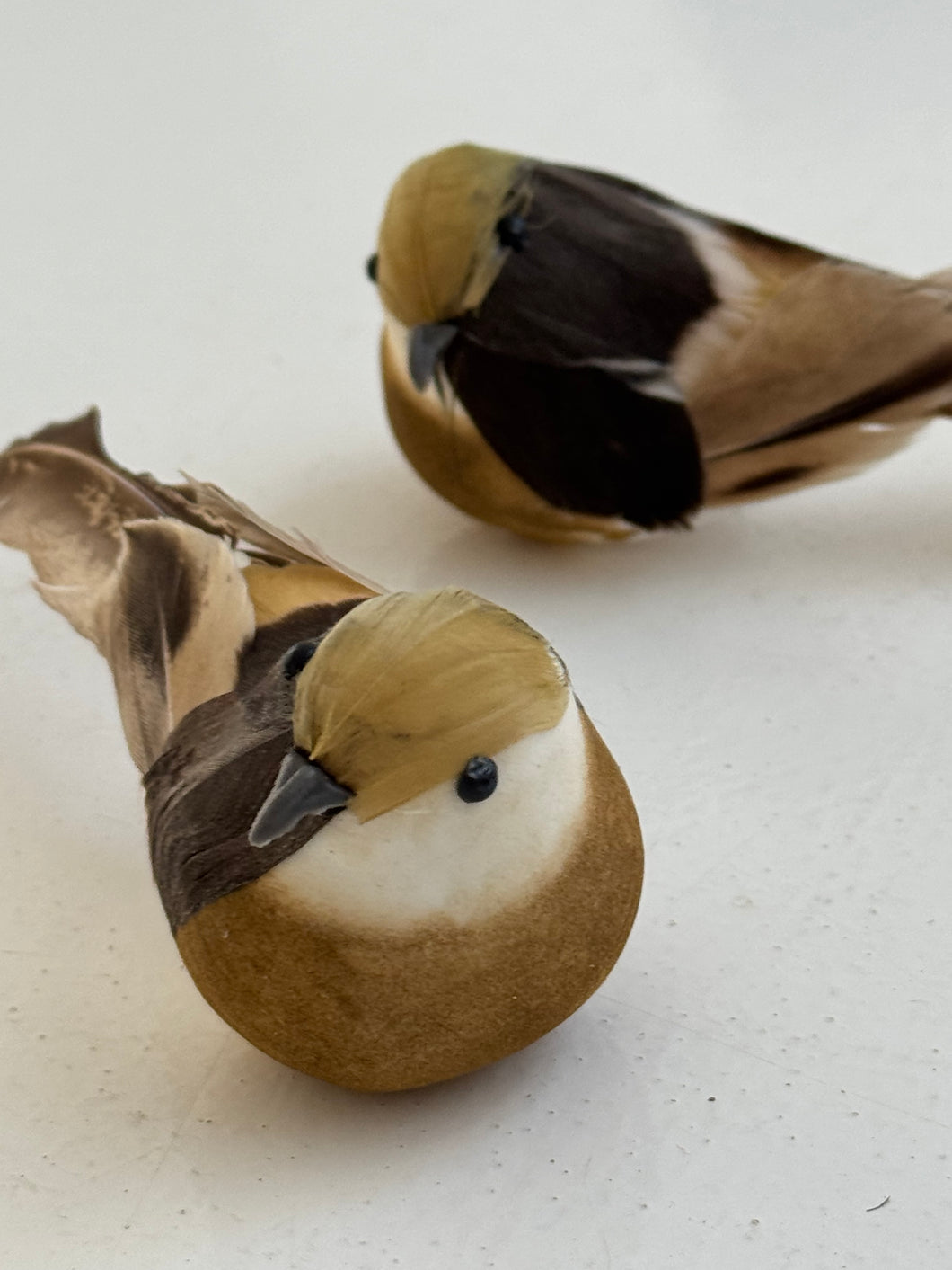 Bird on clip