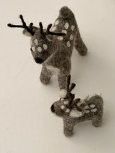 Reindeers grey