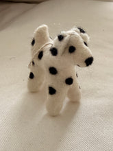Dog Dalmatian Zack