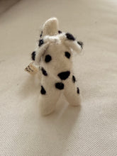 Dog Dalmatian Zack