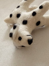 Dog Dalmatian Zack