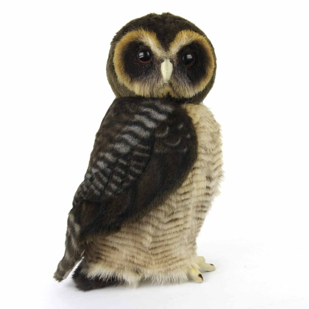 Hansa asian owl