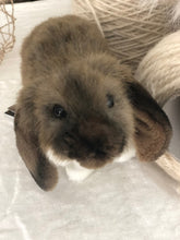 hansa mini lop rabbit