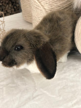 hansa mini lop rabbit