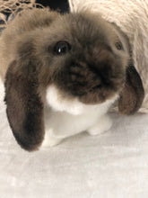 hansa mini lop rabbit