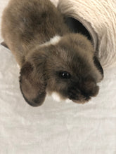 hansa mini lop rabbit