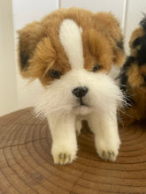 Hansa Jack Russel dog