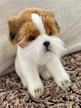 Hansa Jack Russel dog