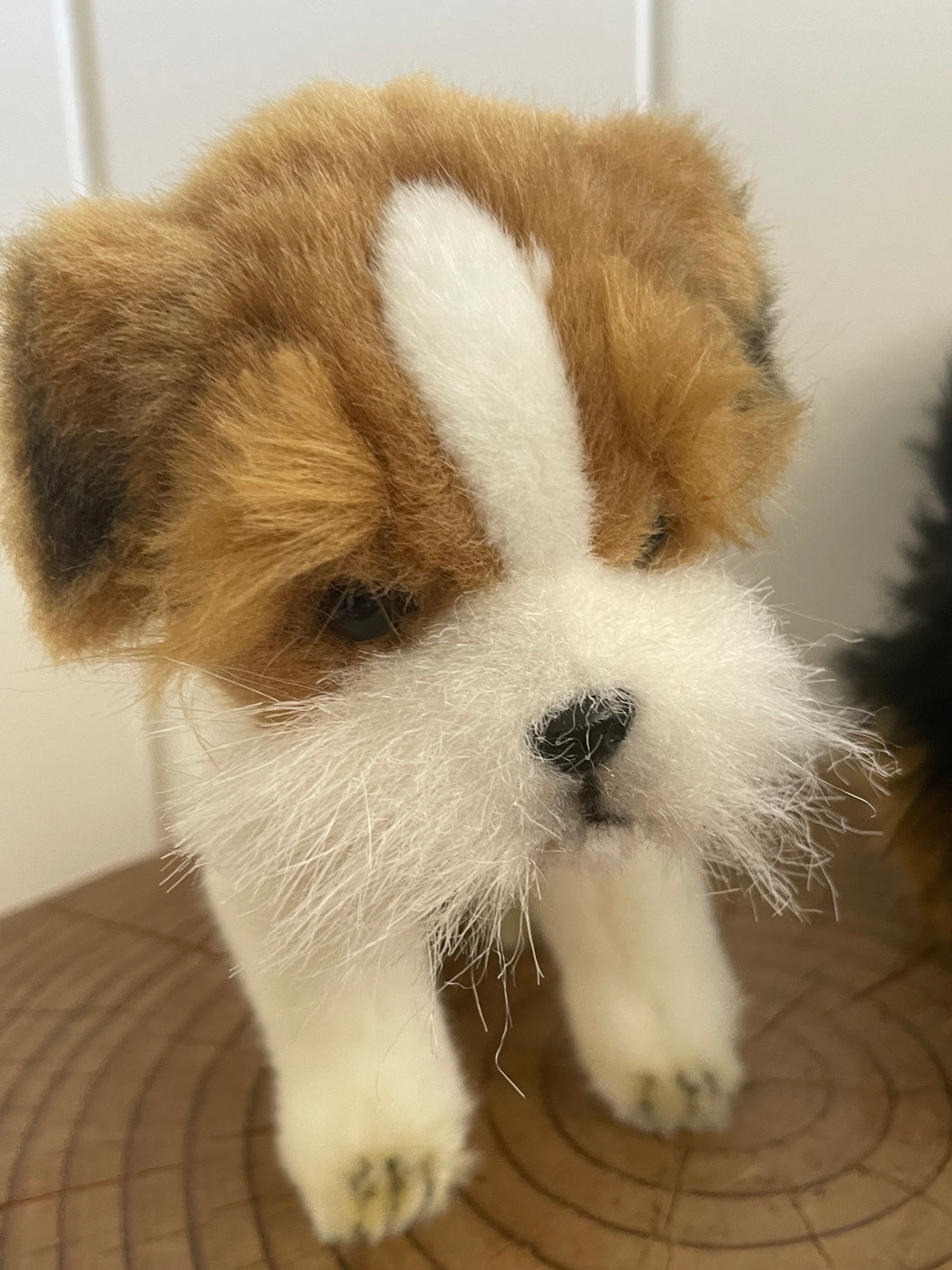 Hansa Jack Russel dog