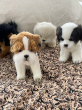 Hansa Jack Russel dog