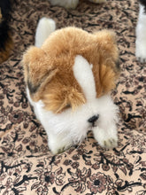 Hansa Jack Russel dog
