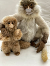 Hansa monkey family