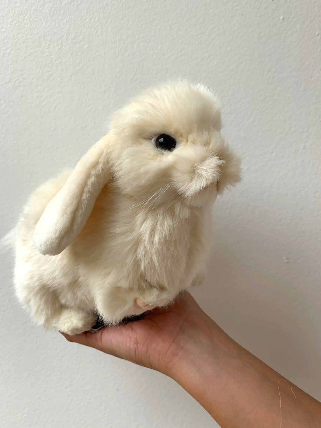 hansa white bunny