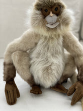 Hansa monkey family